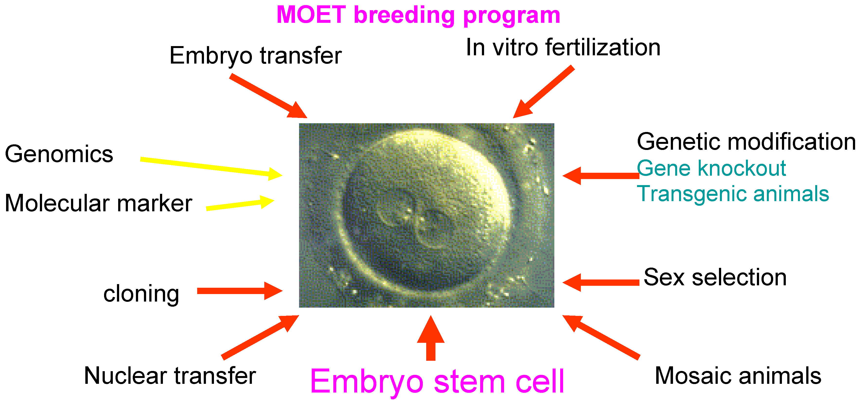 A Novel Discipline in Embryology — Animal Embryo Breeding IntechOpen
