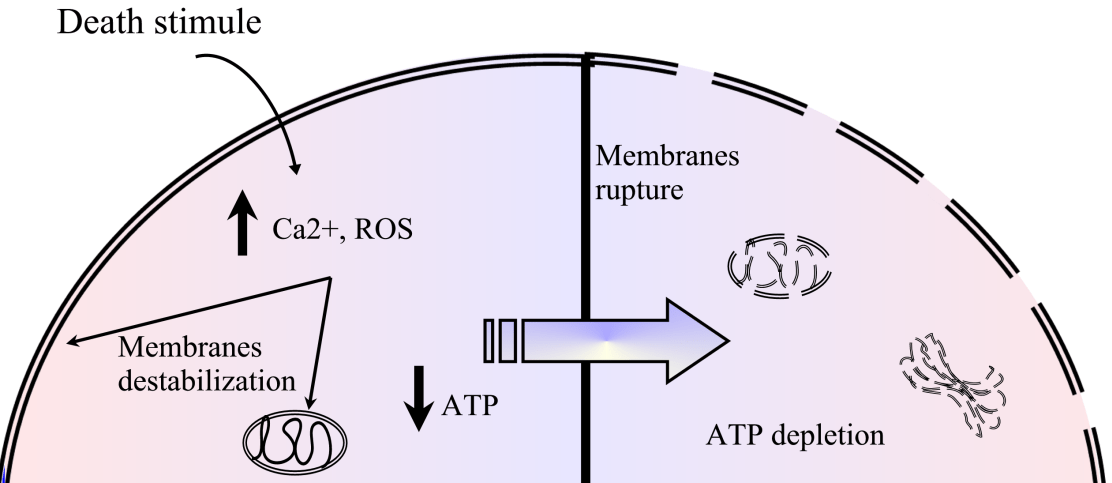 Necrosis as Programmed Cell Death IntechOpen