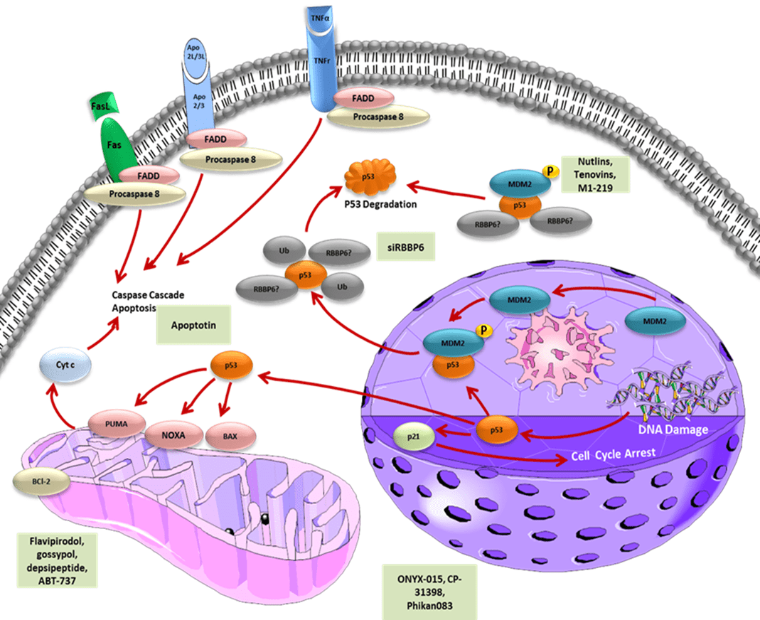 Apoptotic Molecular Advances in Breast Cancer Management IntechOpen