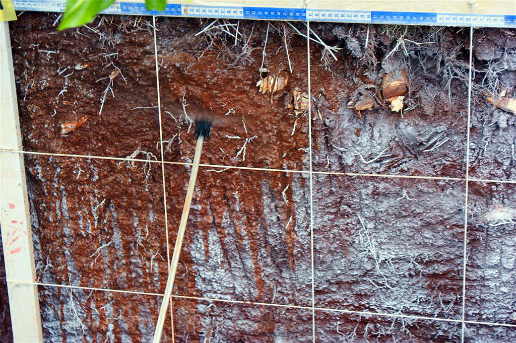 Determining the Selectivity of Herbicides and Assessing Their Effect on