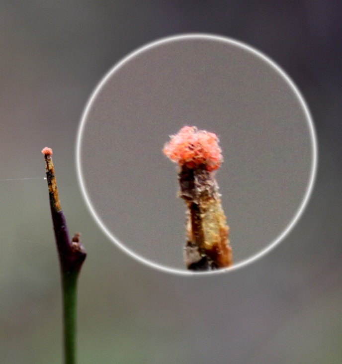 The Role of Chiggers as Human Pathogens IntechOpen