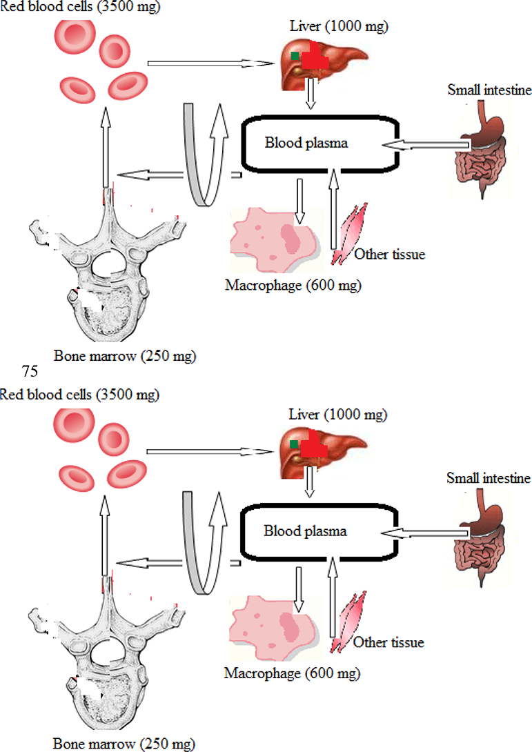 Anemia During Pregnancy IntechOpen