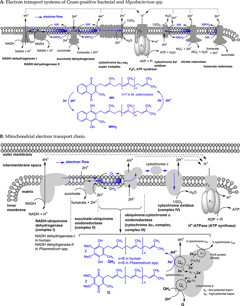 Vitamin K2 Biosynthesis Drug Targets for New Antibacterials IntechOpen