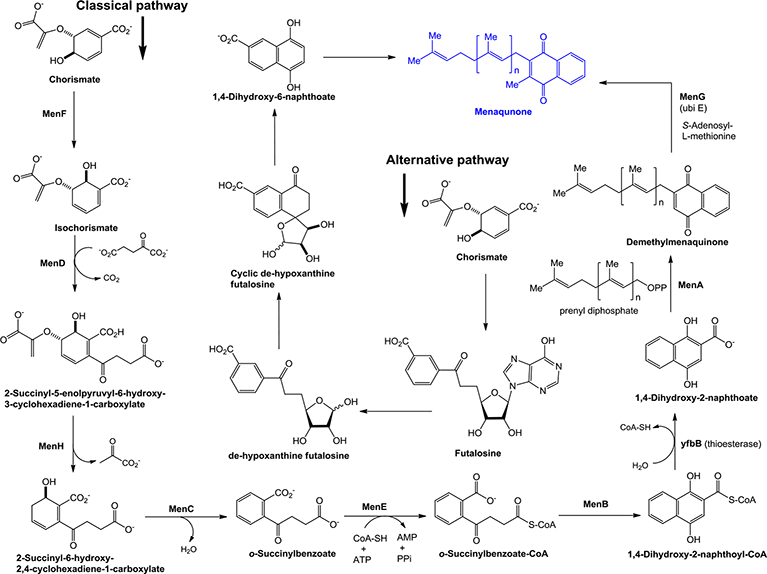 Vitamin K2 Biosynthesis Drug Targets for New Antibacterials IntechOpen