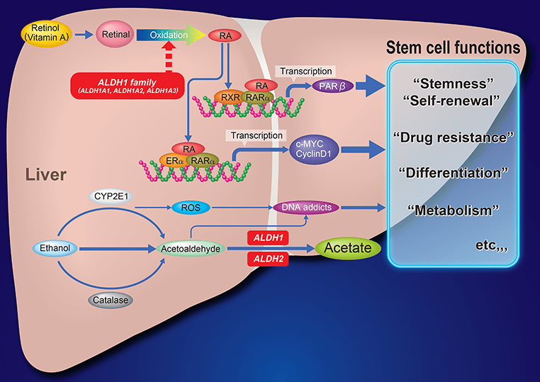 Cancer Stem Cells and Aldehyde Dehydrogenase 1 in Liver Cancers