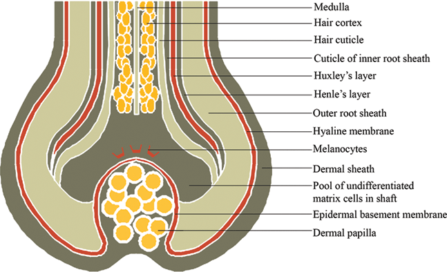 Human Hair Structure Diagram