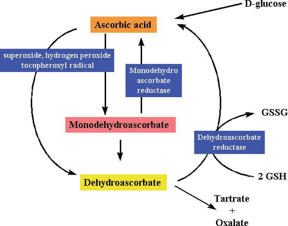 Vitamin C An Antioxidant Agent IntechOpen