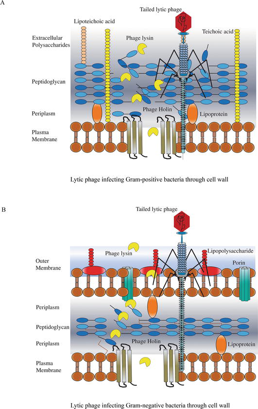 Physiology and Pathology of MultidrugResistant Bacteria PhageRelated