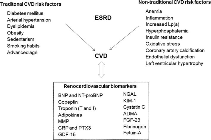 Cardiovascular Risk Factors in EndStage Renal Disease Patients The