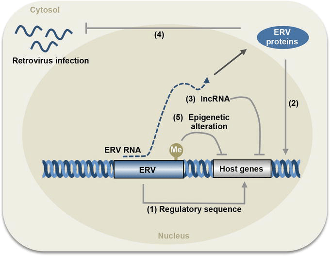 Influence of Endogenous Viral Sequences on Gene Expression IntechOpen