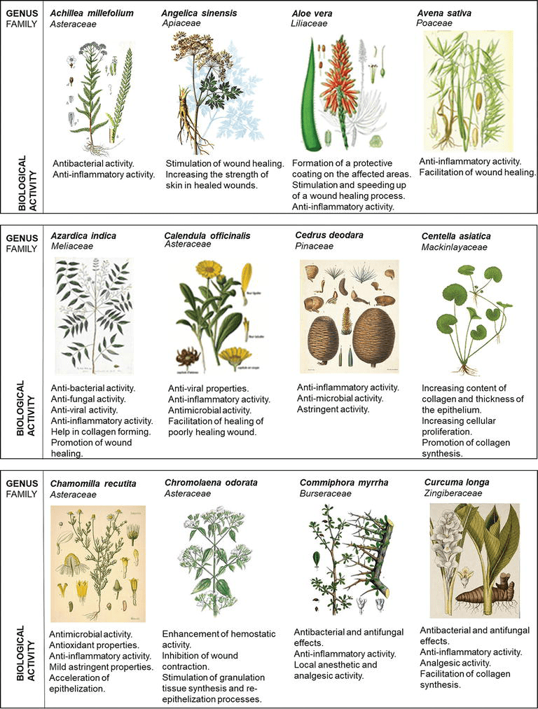 Antifungal Activity Of Aloe Vera Gel Against Plant Pathogenic Fungi Plantă Blog