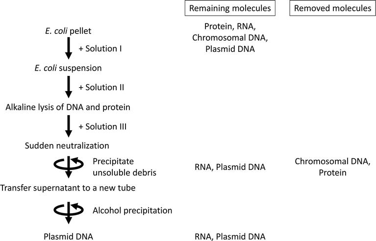 Plasmid Purification | IntechOpen