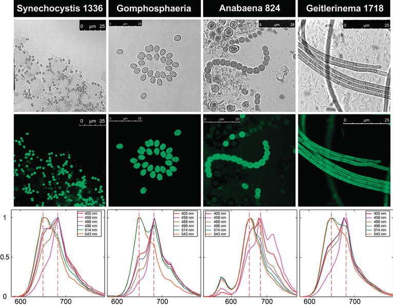 Fluorescence Microscopic Spectroscopy for Investigation and Monitoring