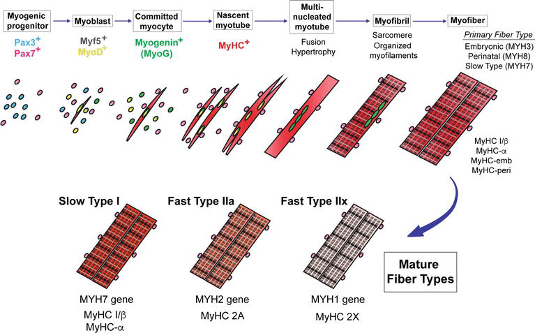Muscle Fiber Types Chart – eroppa