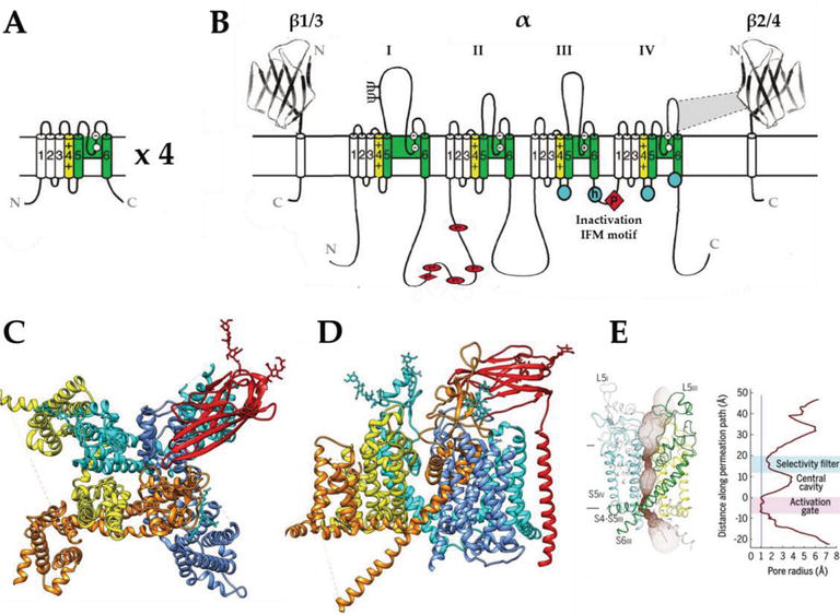 VoltageGated Sodium Channels in Drug Discovery IntechOpen