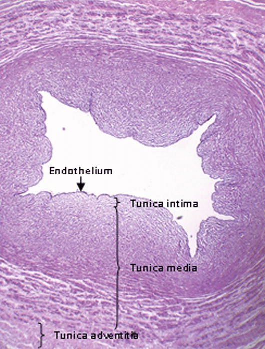 Histology of Umbilical Cord in Mammals IntechOpen