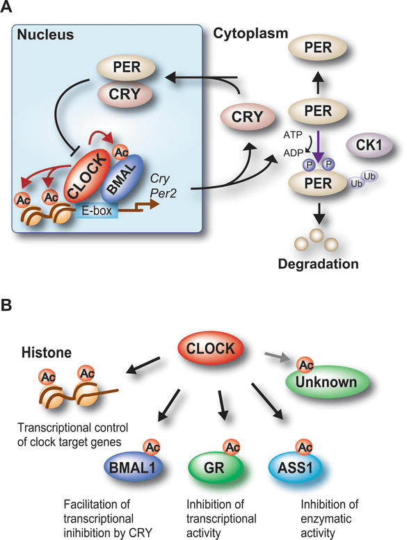 A Molecular Link between the Circadian Clock, DNA Damage Responses, and