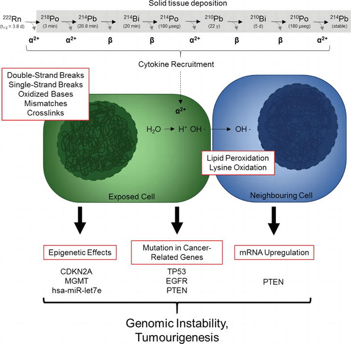 of Lung Cancer Induced by Environmental Carcinogens