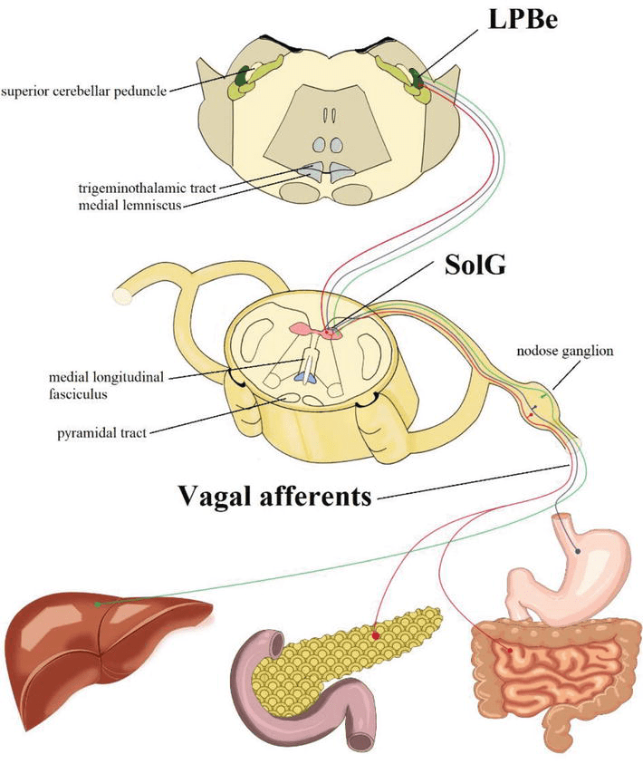 Enteral Feeding BrainVisceral Interactions in the Processing of