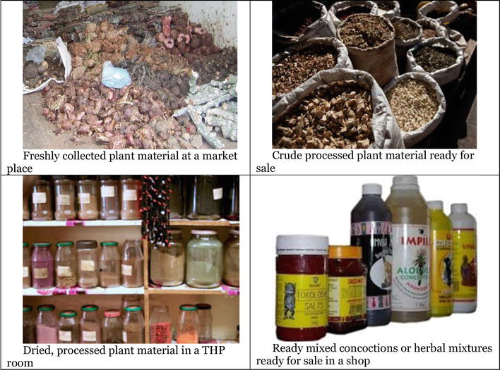African Traditional Medicine South African Perspective IntechOpen