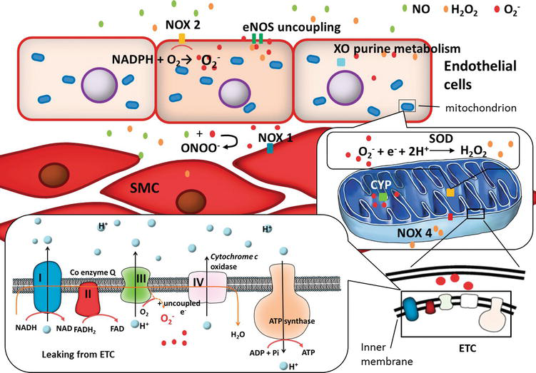 Nitric Oxide and Oxidative StressMediated Cardiovascular Functionality