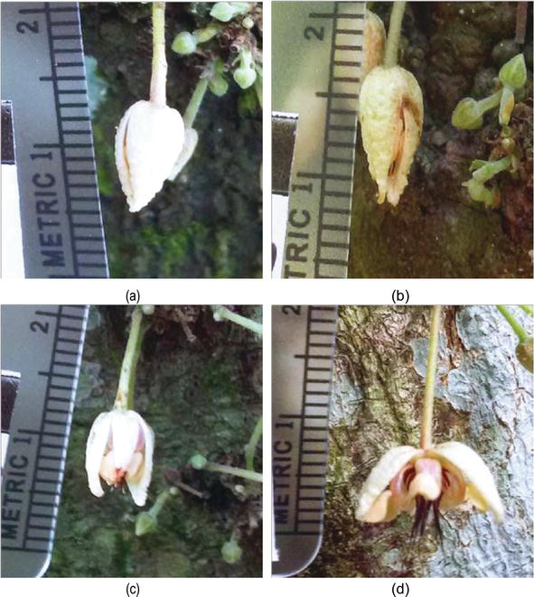 The Ecophysiology of Abiotic and Biotic Stress on the Pollination and Fertilization of Cacao