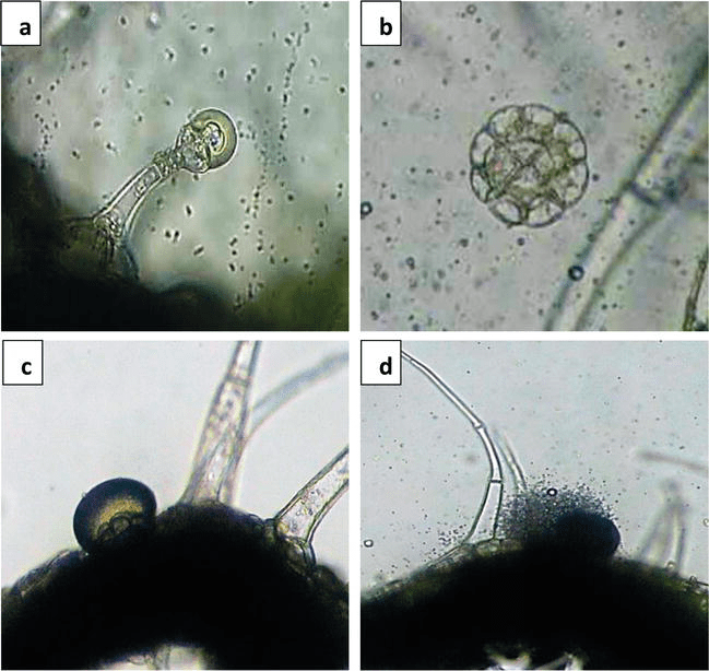 Essential Oil and Glandular Hairs Diversity and Roles IntechOpen