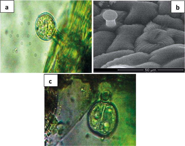 Essential Oil and Glandular Hairs Diversity and Roles IntechOpen