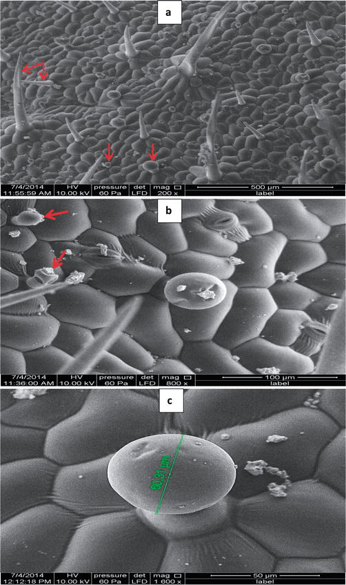 Essential Oil and Glandular Hairs Diversity and Roles IntechOpen