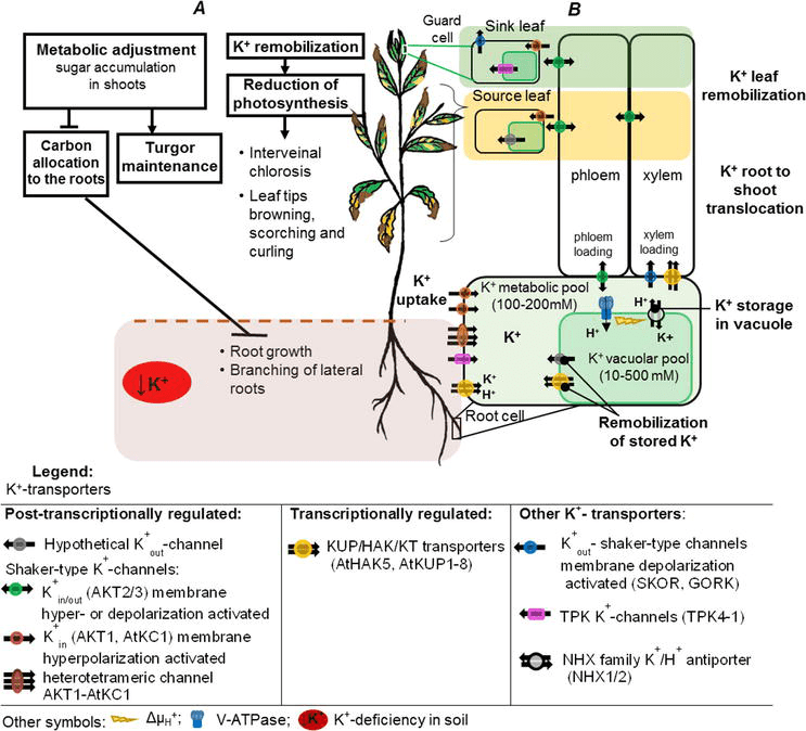 Homeostasis In Plants