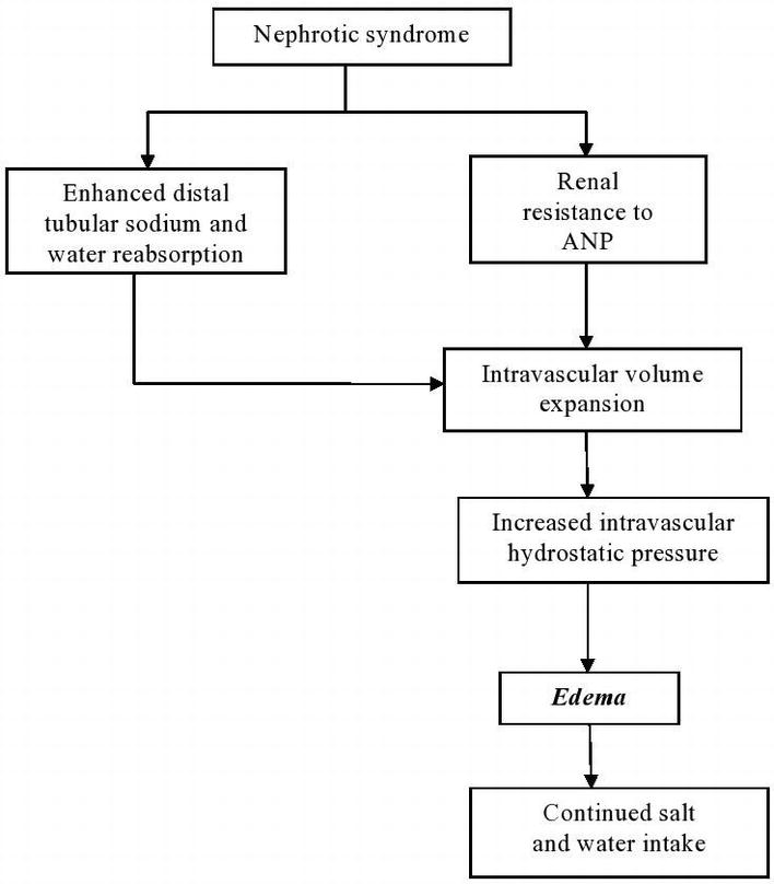 Causes and Pathophysiology of Nephrotic Syndrome in
