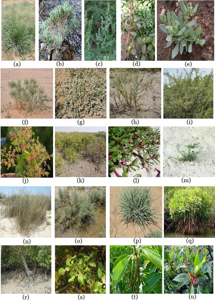 Ecological and Economic Potential of Major Halophytes and Salt Tolerant Vegetation in India