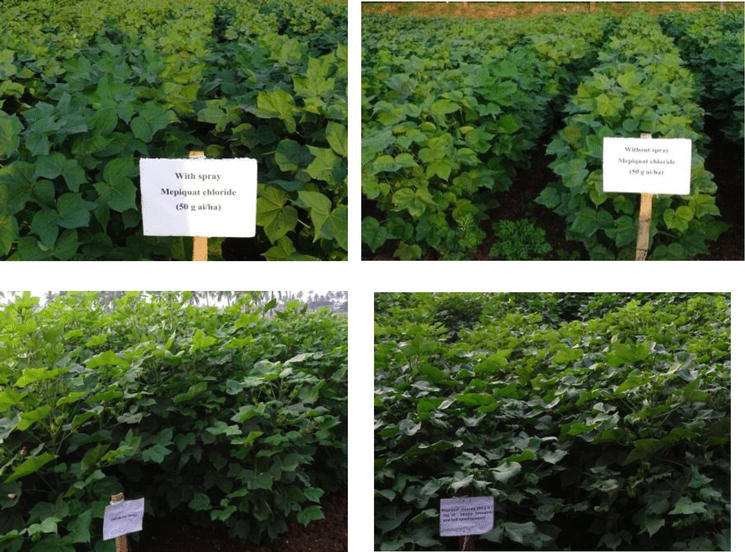 High Density Planting System of Cotton in India Status and Breeding Strategies IntechOpen