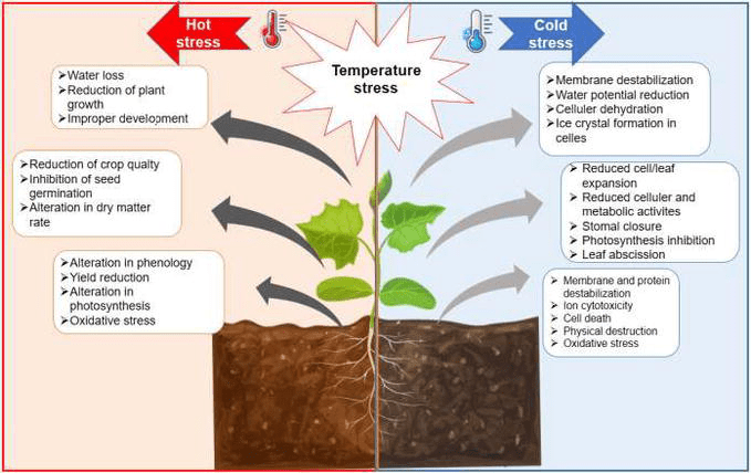 How Abiotic Stress Conditions Affects Plant Roots IntechOpen