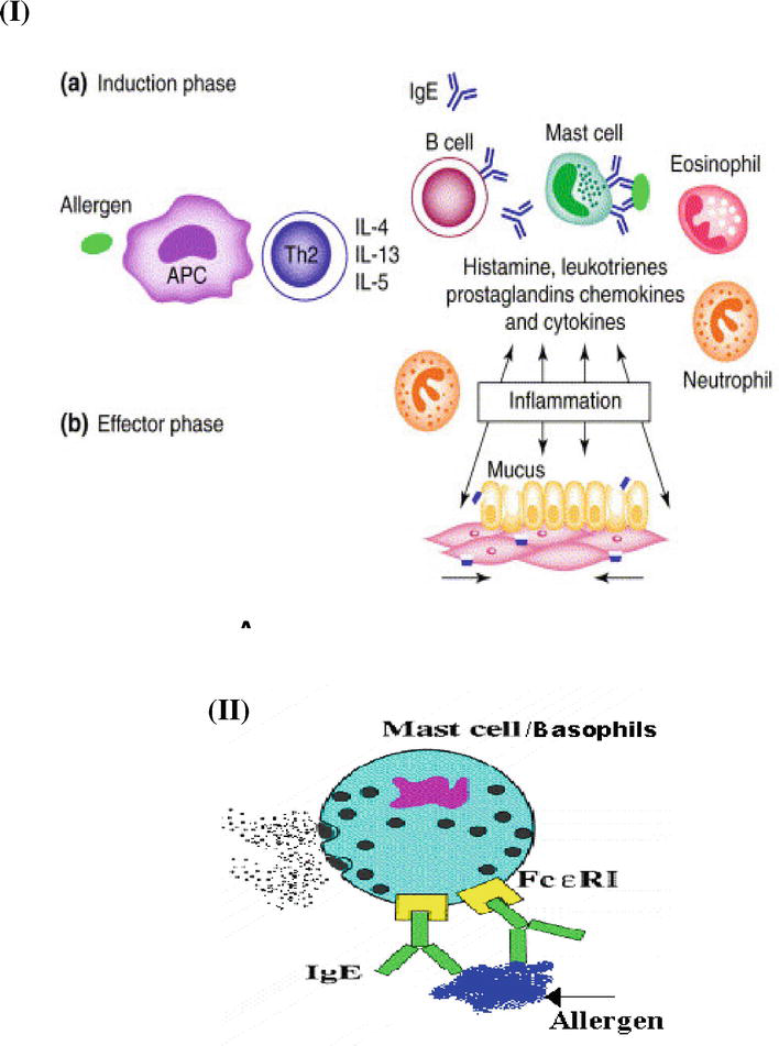 Immunological Basis for the Development of Allergic DiseasesPrevalence
