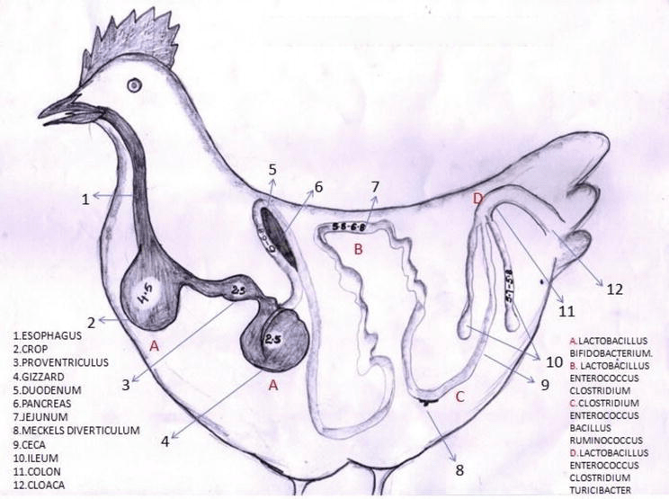 Gut Health and Immunity in Improving Poultry Production IntechOpen