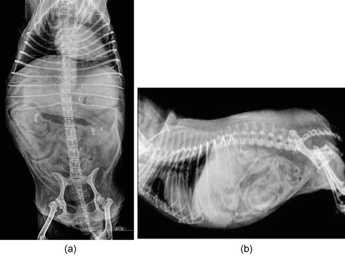 Is A Liver Tumor In Dog Always Cancer