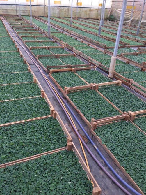 Apical Rooted Cuttings Revolutionize Seed Potato Production by