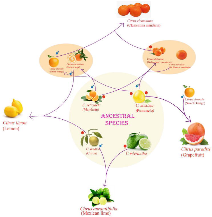 Introductory Chapter Citrus for a Healthy Life IntechOpen