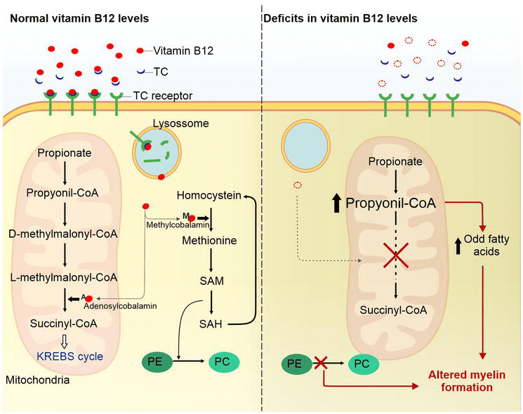 Vitamins D and B12, Altered Synaptic Plasticity and Extracellular Matrix IntechOpen