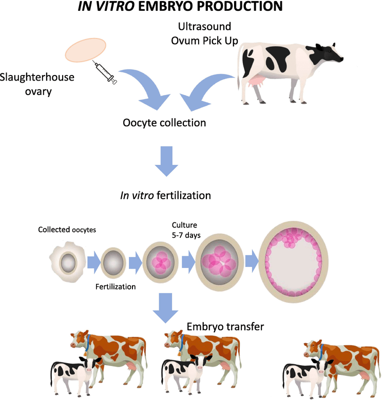 Folliculogenesis, Fertility and Biotechnology in Dairy Cattle IntechOpen