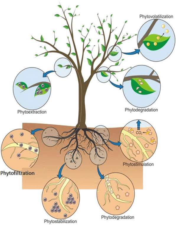 Bioremediation of Hazardous Wastes IntechOpen
