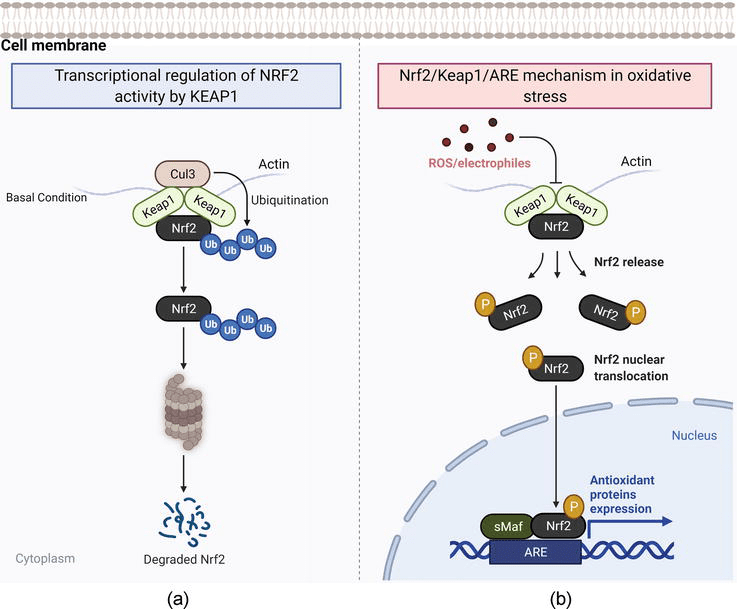 Nrf2 Signaling Pathway