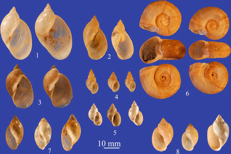 Zoonotic Trematode Infections; Their Biology, Intermediate Hosts and Control IntechOpen