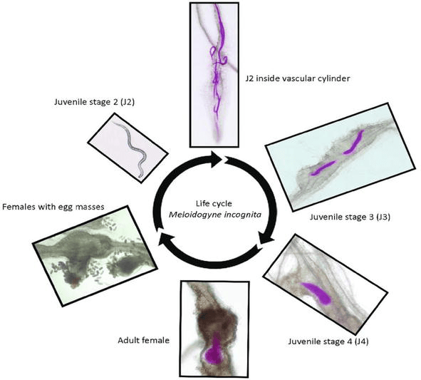 Perspective Chapter Integrated RootKnot Nematodes (Meloidogyne