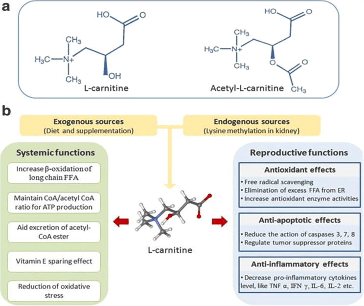 Role of Oxidative Stress and Carnitine in PCOS Patients IntechOpen