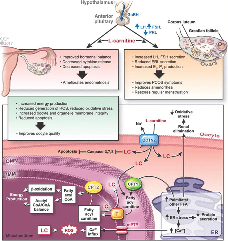 Role of Oxidative Stress and Carnitine in PCOS Patients IntechOpen