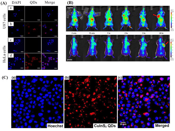 Quantum Dots in Cancer Cell Imaging IntechOpen