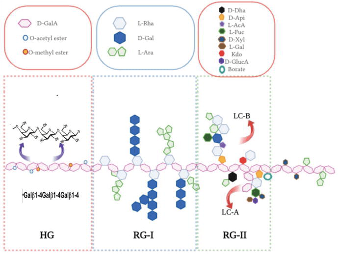 New Sources of Pectin Extraction, Processing, and Industrial