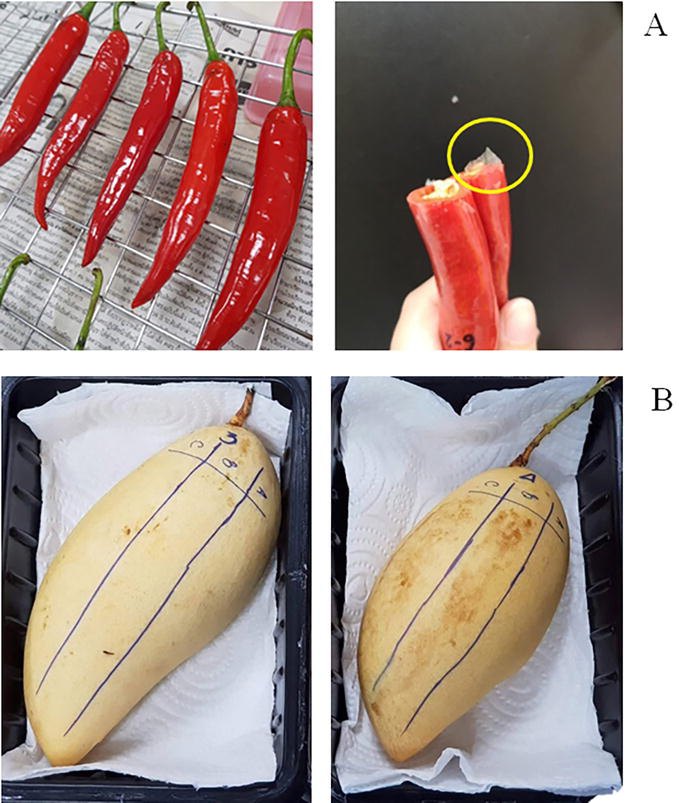 Improved Postharvest Techniques for Fruit Coatings IntechOpen